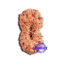 Load image into Gallery viewer, 18 Mukhi Rudraksha from Indonesia - Bead No. 218
