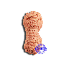 Load image into Gallery viewer, 18 Mukhi Rudraksha from Indonesia - Bead No. 218
