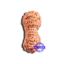 Load image into Gallery viewer, 18 Mukhi Rudraksha from Indonesia - Bead No. 218
