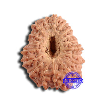 Load image into Gallery viewer, 18 Mukhi Rudraksha from Indonesia - Bead No. 220