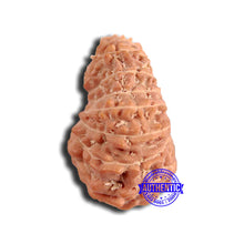 Load image into Gallery viewer, 18 Mukhi Rudraksha from Indonesia - Bead No. 220