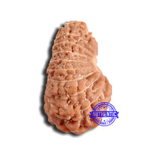 Load image into Gallery viewer, 18 Mukhi Rudraksha from Indonesia - Bead No. 220