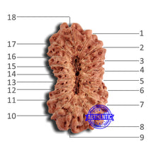 Load image into Gallery viewer, 18 Mukhi Rudraksha from Indonesia - Bead No. 221