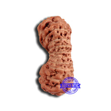 Load image into Gallery viewer, 18 Mukhi Rudraksha from Indonesia - Bead No. 221