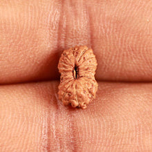 Load image into Gallery viewer, 18 Mukhi Rudraksha from Indonesia - Bead No. 223
