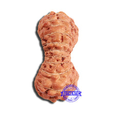 Load image into Gallery viewer, 18 Mukhi Rudraksha from Indonesia - Bead No. 223
