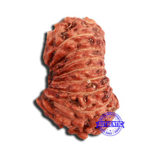Load image into Gallery viewer, 18 Mukhi Rudraksha from Indonesia - Bead No. 224