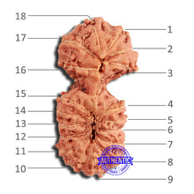 Load image into Gallery viewer, 18 Mukhi Rudraksha from Indonesia - Bead No. 225