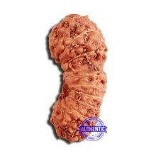 Load image into Gallery viewer, 18 Mukhi Rudraksha from Indonesia - Bead No. 225