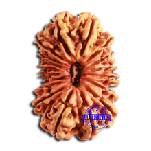 Load image into Gallery viewer, 18 Mukhi Rudraksha from Nepal - Bead No. 59