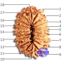 Load image into Gallery viewer, 18 Mukhi Rudraksha from Nepal - Bead No. 58