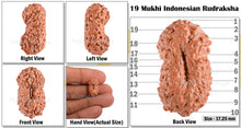 Load image into Gallery viewer, 19 Mukhi Indonesian Rudraksha - Bead 49