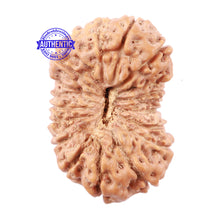 Load image into Gallery viewer, 19 Mukhi Indonesian Rudraksha - Bead 79