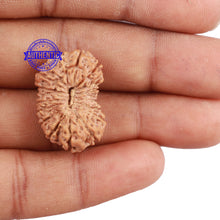 Load image into Gallery viewer, 19 Mukhi Indonesian Rudraksha - Bead 79