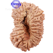 Load image into Gallery viewer, 19 Mukhi Indonesian Rudraksha - Bead 79
