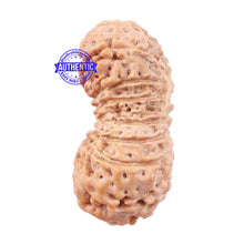 Load image into Gallery viewer, 19 Mukhi Indonesian Rudraksha - Bead 79