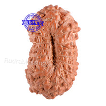 Load image into Gallery viewer, 19 Mukhi Indonesian Rudraksha - Bead 49