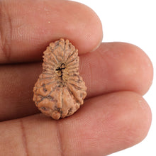 Load image into Gallery viewer, 19 Mukhi Indonesian Rudraksha - Bead 55