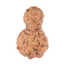 Load image into Gallery viewer, 19 Mukhi Indonesian Rudraksha - Bead 55