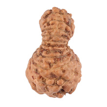 Load image into Gallery viewer, 19 Mukhi Indonesian Rudraksha - Bead 55