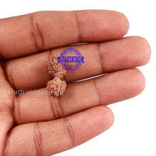 Load image into Gallery viewer, 19 Mukhi Indonesian Gaurishankar Rudraksha - Bead 90