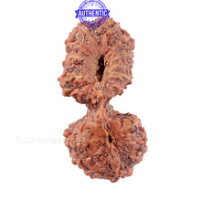 Load image into Gallery viewer, 19 Mukhi Indonesian Gaurishankar Rudraksha - Bead 90