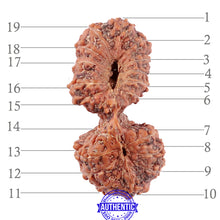 Load image into Gallery viewer, 19 Mukhi Indonesian Gaurishankar Rudraksha - Bead 90