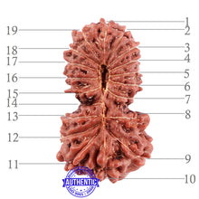 Load image into Gallery viewer, 19 Mukhi Indonesian Gaurishankar Rudraksha - Bead 91