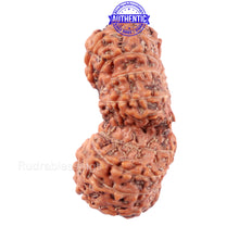 Load image into Gallery viewer, 19 Mukhi Indonesian Gaurishankar Rudraksha - Bead 90