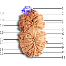 Load image into Gallery viewer, 19 Mukhi Gaurishankar Nepalese Rudraksha - Bead No 15