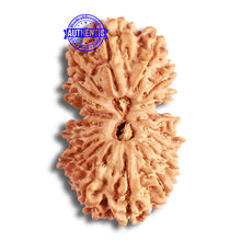 Load image into Gallery viewer, 19 Mukhi Gaurishankar Nepalese Rudraksha - Bead No 15