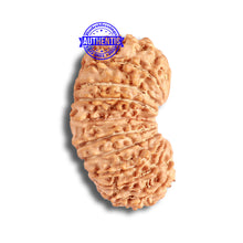 Load image into Gallery viewer, 19 Mukhi Gaurishankar Nepalese Rudraksha - Bead No 15