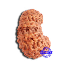 Load image into Gallery viewer, 19 Mukhi Indonesian Gaurishankar Rudraksha - Bead 100