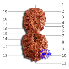 Load image into Gallery viewer, 19 Mukhi Indonesian Gaurishankar Rudraksha - Bead 103