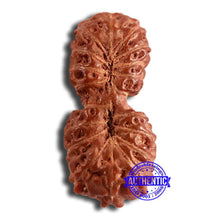 Load image into Gallery viewer, 19 Mukhi Indonesian Gaurishankar Rudraksha - Bead 103