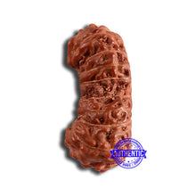 Load image into Gallery viewer, 19 Mukhi Indonesian Gaurishankar Rudraksha - Bead 103