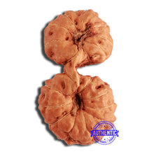 Load image into Gallery viewer, 19 Mukhi Indonesian Gaurishankar Rudraksha - Bead 108