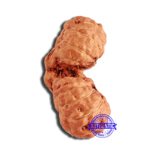 Load image into Gallery viewer, 19 Mukhi Indonesian Gaurishankar Rudraksha - Bead 108
