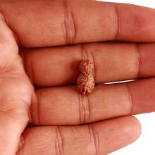 Load image into Gallery viewer, 19 Mukhi Indonesian Gaurishankar Rudraksha - Bead 109