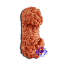 Load image into Gallery viewer, 19 Mukhi Indonesian Gaurishankar Rudraksha - Bead 109