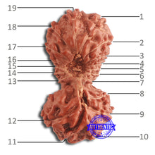 Load image into Gallery viewer, 19 Mukhi Indonesian Gaurishankar Rudraksha - Bead 95
