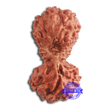 Load image into Gallery viewer, 19 Mukhi Indonesian Gaurishankar Rudraksha - Bead 95