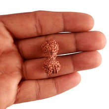 Load image into Gallery viewer, 19 Mukhi Indonesian Gaurishankar Rudraksha - Bead 95