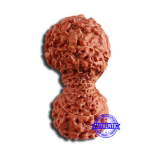 Load image into Gallery viewer, 19 Mukhi Indonesian Gaurishankar Rudraksha - Bead 95