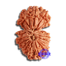 Load image into Gallery viewer, 19 Mukhi Gaurishankar Nepalese Rudraksha - Bead No 17
