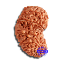 Load image into Gallery viewer, 19 Mukhi Gaurishankar Nepalese Rudraksha - Bead No 17