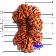 Load image into Gallery viewer, 19 Mukhi Nepalese Rudraksha - Bead 19