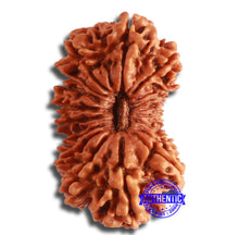 Load image into Gallery viewer, 19 Mukhi Nepalese Rudraksha - Bead 19