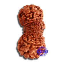 Load image into Gallery viewer, 19 Mukhi Nepalese Rudraksha - Bead 19