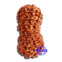 Load image into Gallery viewer, 19 Mukhi Nepalese Rudraksha - Bead 19